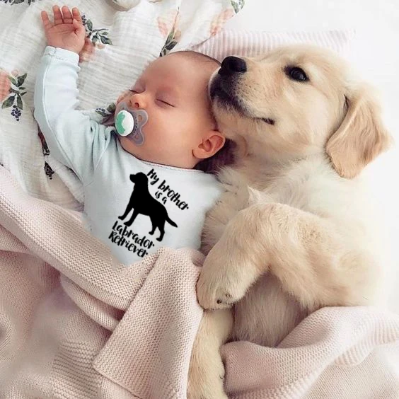 Baby Clothes Retriever Baby Clothes Dogs Baby Labrador Dog Bodysuits Brother Baby Aliexpress