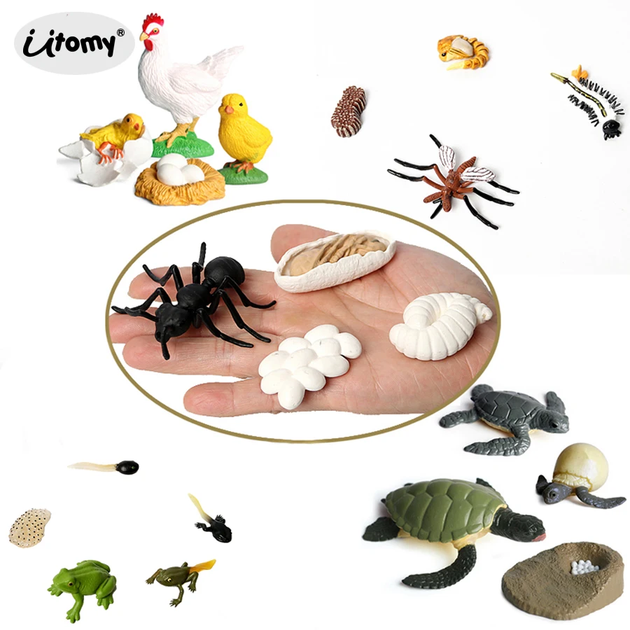 Simulation chicken,frogs,ants,turtle,mosquito Growth Cycle Action Figures,Lifelike Life Cycles Collection Model Educational Toys