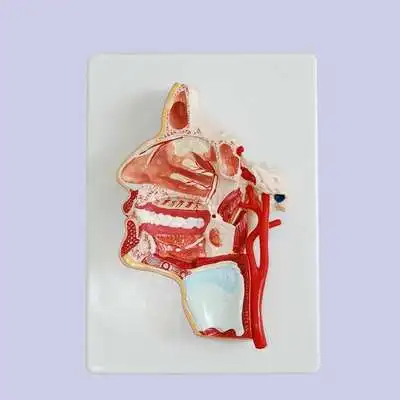 Head section model Brain section model Human head anatomy model Intracranial brain structure display teaching