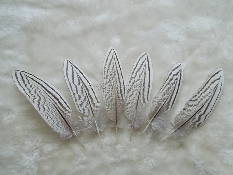 50Pcs/Lot! 10-14cm Party Decoration Plumas, SILVER PHEASANT Small Tail FEATHERS Natural White Black Fly/Fishing/Craft