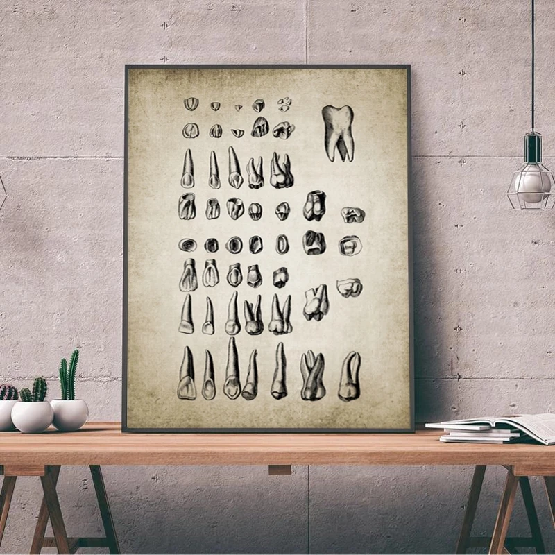 Vintage Human Teeth Medical Poster Dental Clinic Wall Art Decor Human Dental Anatomy Educational Kraft pape Retro Poster