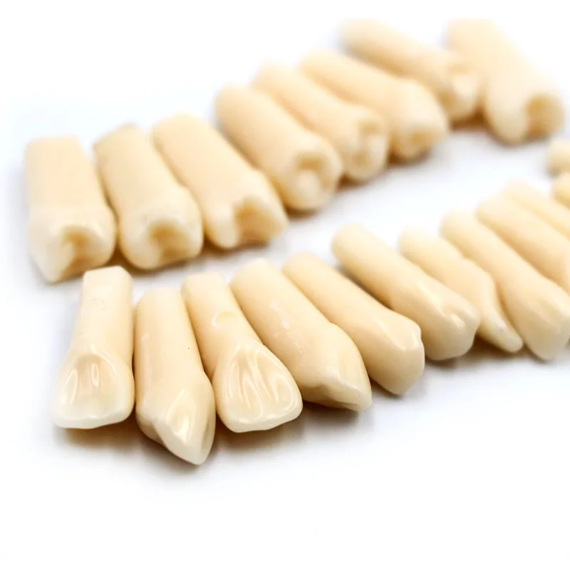 28 pcs/Bag High Quality Resin Dental Simulation Teeth Tooth Grain Model Dental Model For Dentist Exam Preparation Teaching