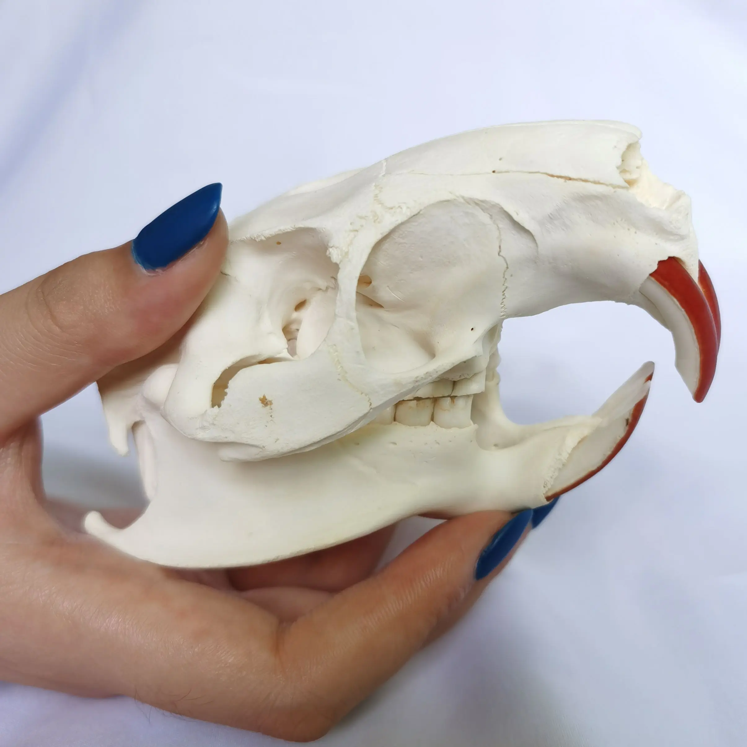 1 Pcs Real Nutria  Animal Skull  Taxidermy Study Yuletide Christmas Gift Halloween Ornament