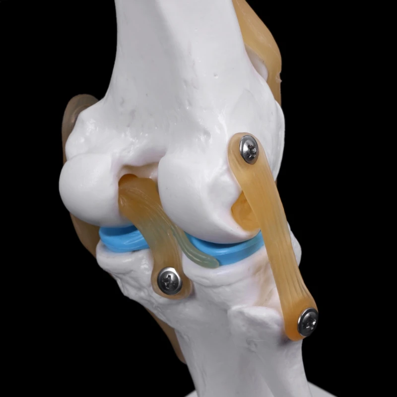 

C90C Human Anatomical Knee Joint Flexible Skeleton Model Learning Aid Anatomy