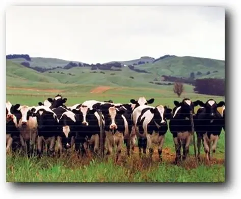 Rural cattle Holsteins dairy farm animal wall decorative art poster printing