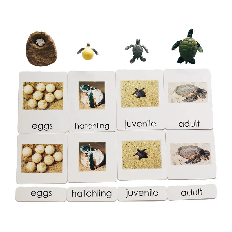 Montessori Educational Toys Life Cycle Figures and Cards of Turtles Biology Learning Resource Preschool Homeschool Teaching Aids