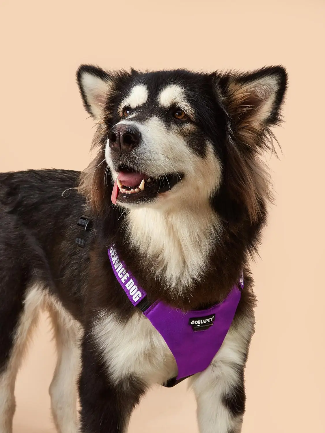 Variant: purple