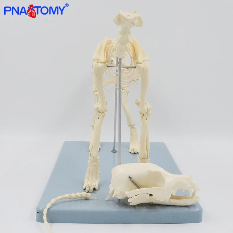 Dog Skeleton Model Canine Skeleton Anatomy Skull Spine Pelvis Lumbar Knee Anatomical Animal Model Educational Equipment Teaching