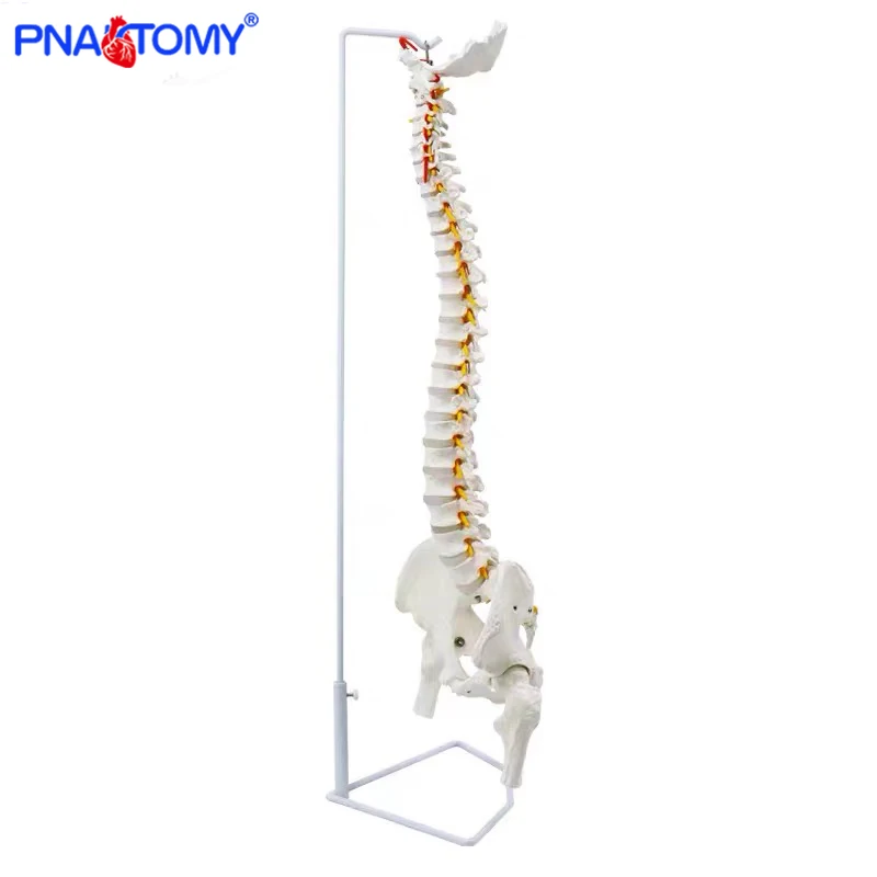 Modelo de columna Vertebral Flexible humana colgante de 85cm, modelo de Anatomía de tamaño real, sacro, coxis, Pelvis, hueso, herramienta anatómica