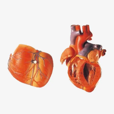 Jumbo Human Heart Model, Anatomical Heart model,Adult Large Heart Model