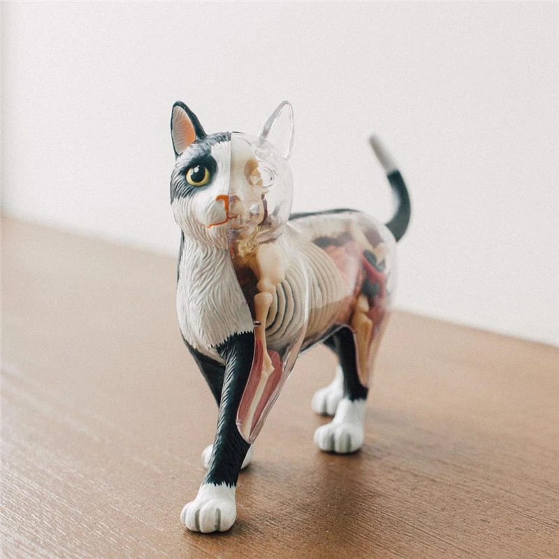 Black And White Cat 4d Master Puzzle Assembly Toy Animal Organ Anatomy Model Medical Teaching Equipment