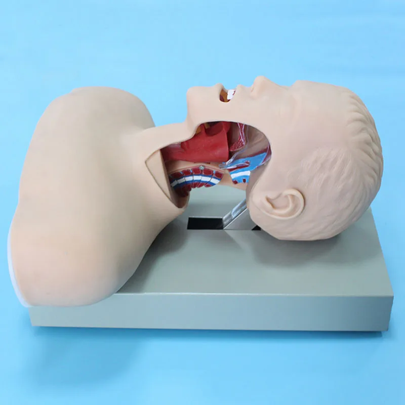 Advanced Human Adult Airway Trachea Intubation Model with Alarm Device