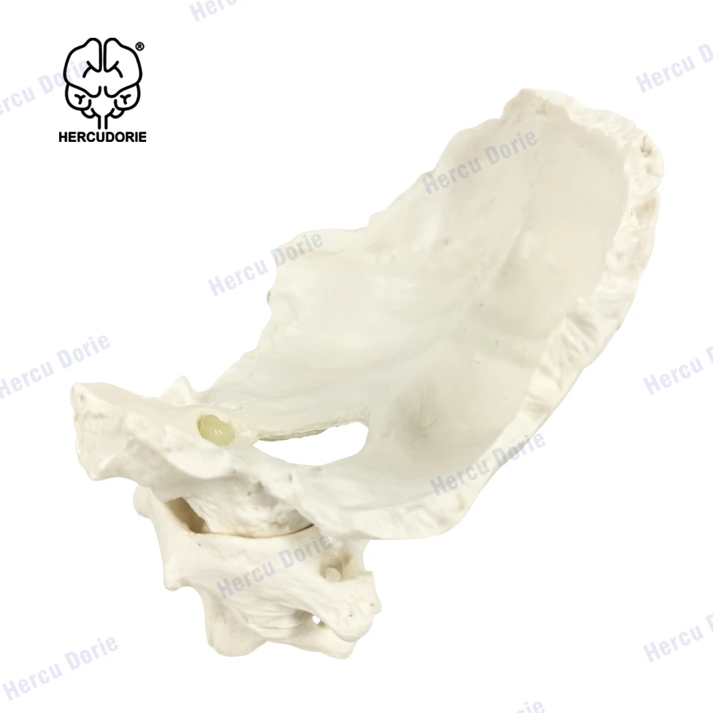Educational Model Occiput Model - Human Cervical Spine Model Occipital Bone Model PVC Material Atlas and Axis with Occipital Bon