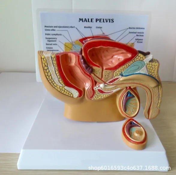 1:2 Life-sized Human Female Male Pelvic Sagittal Section Testis Prostate Bladder Rectum Urinary System Model