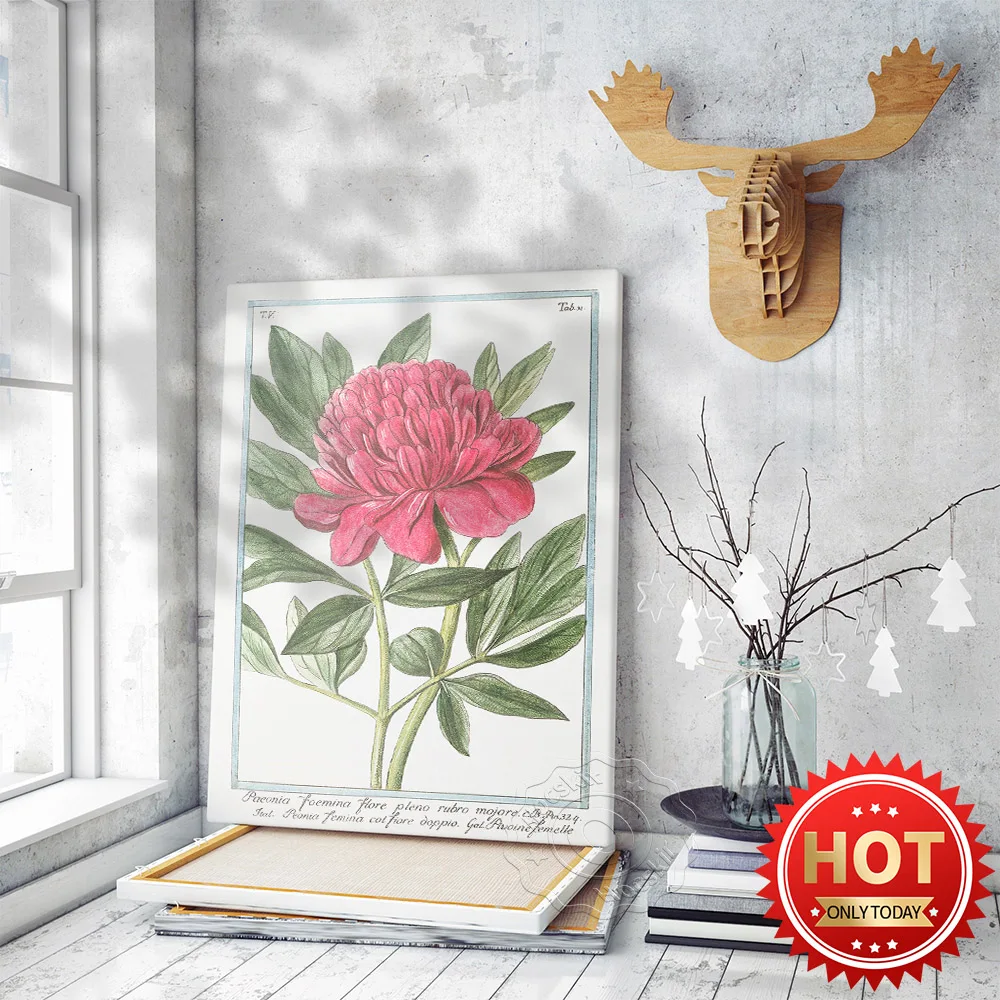 Pink Peony Botanical Art Poster, Vintage Peony Art Decor Wall Picture, Watercolor  Floral Illustration Living Room Decor Prints