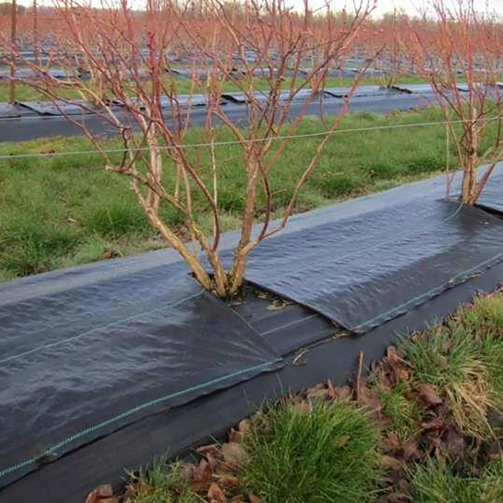 Rolnicza tkanina na trawę tkanina okrywowa krajobraz szklarnia pielenie mata ogród sad chwastów bariera kontrolna