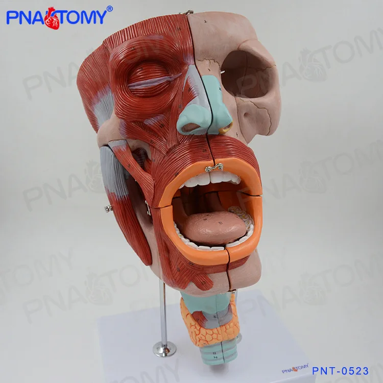 Muscular Head Model 10 Parts Skull Human Neck and Throat Anatomical Model Tongue Anatomy 2 Times Enlarged Oral Cavity Medical