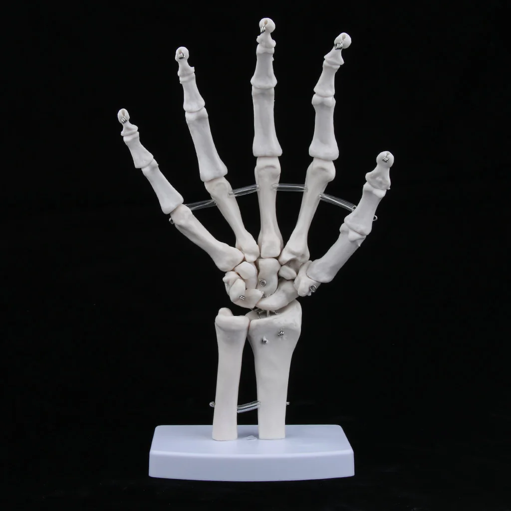 Medical Life-Size Human Hand Joint Skeleton Anatomical Model, Human Anatomy, Medical Teaching Tool