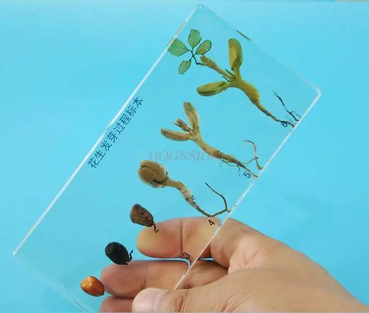 Kindergarten Cognitive Teaching Real Plant Seed Germinated Peanut Specimen Artificial Amber Crystal Resin