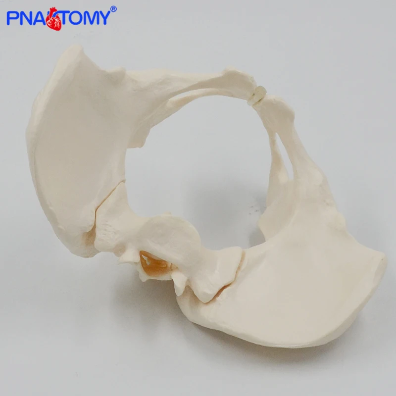 Flexible Female Pelvis Model Human Skeleton Model Specimen Hip Skeleton Anatomy Medical Tool School Used 1:1 Pubis Skeletal