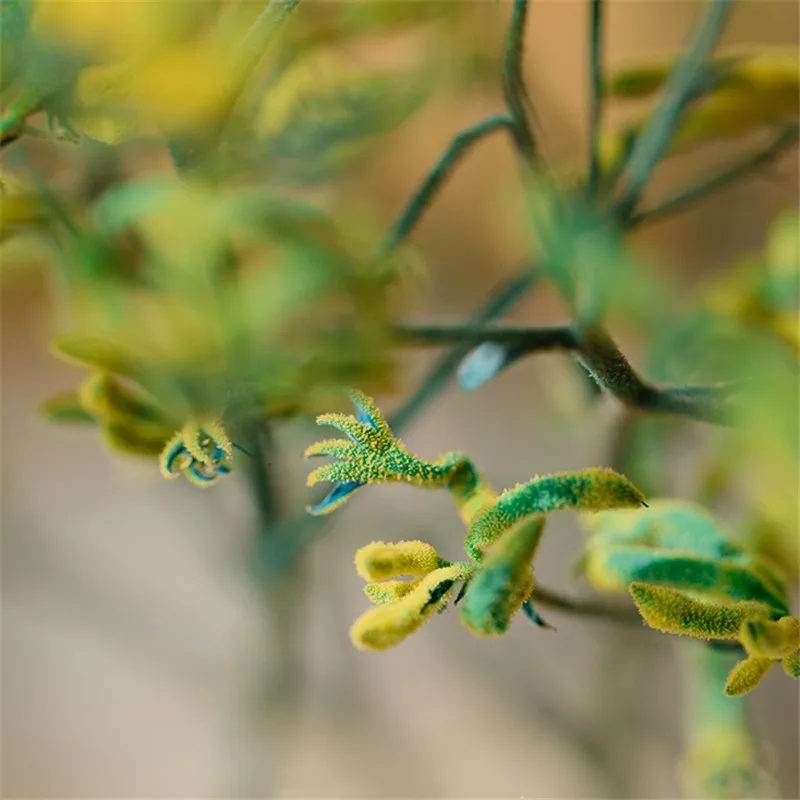 5pcs Yellow green color Kangaroo claw immortal flower bouquets natural plants dying flower bunch christmas decor flower