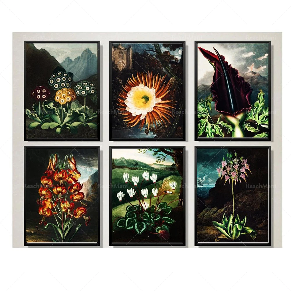 Ensemble de 6 Illustrationen Antiques de Fleur de „Le Temple de la Flore“ – Robert John Thornton, Durantoration Florale de Cru, im