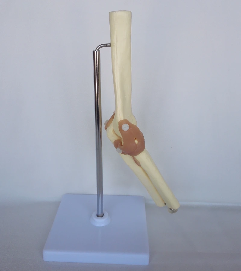 1:1 Life Sized Adult  Elbow Joint  Functional Model  Skeleton