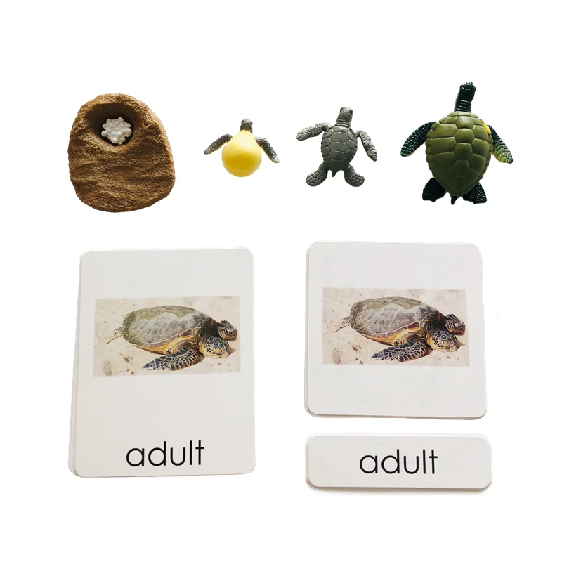 Montessori Educational Toys Life Cycle Figures and Cards of Turtles Biology Learning Resource Preschool Homeschool Teaching Aids