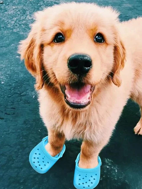 Giocattolo da masticare per cani pantofole traspiranti per animali domestici calzature antiscivolo per cani di taglia grande scarpe da ginnastica colorate con caramelle scarpe estive per cani in rete ...