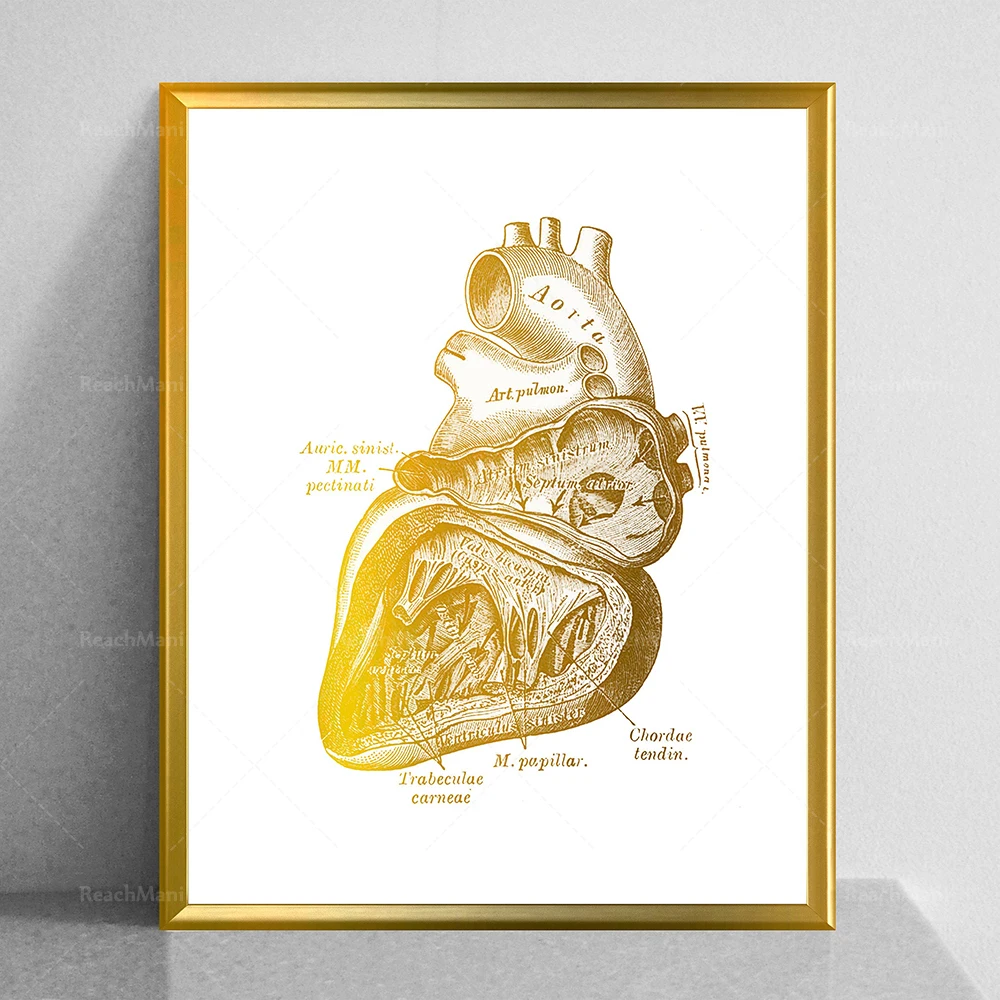 Anatomical Heart Print, Vintage Cardiology Art, Heart Structure Poster, Medical Art, Cardiologist Gift, Surgeon Gift, Doctor Off