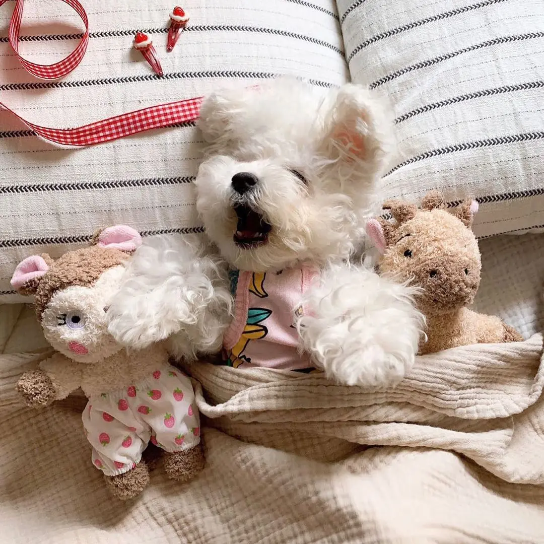 Brinquedo do cão coelho esquilo dormindo acompanhando bonito brinquedo do animal de estimação brinquedo soando escova de dentes do cão brinquedo gato de pelúcia cães animais de estimação acessórios