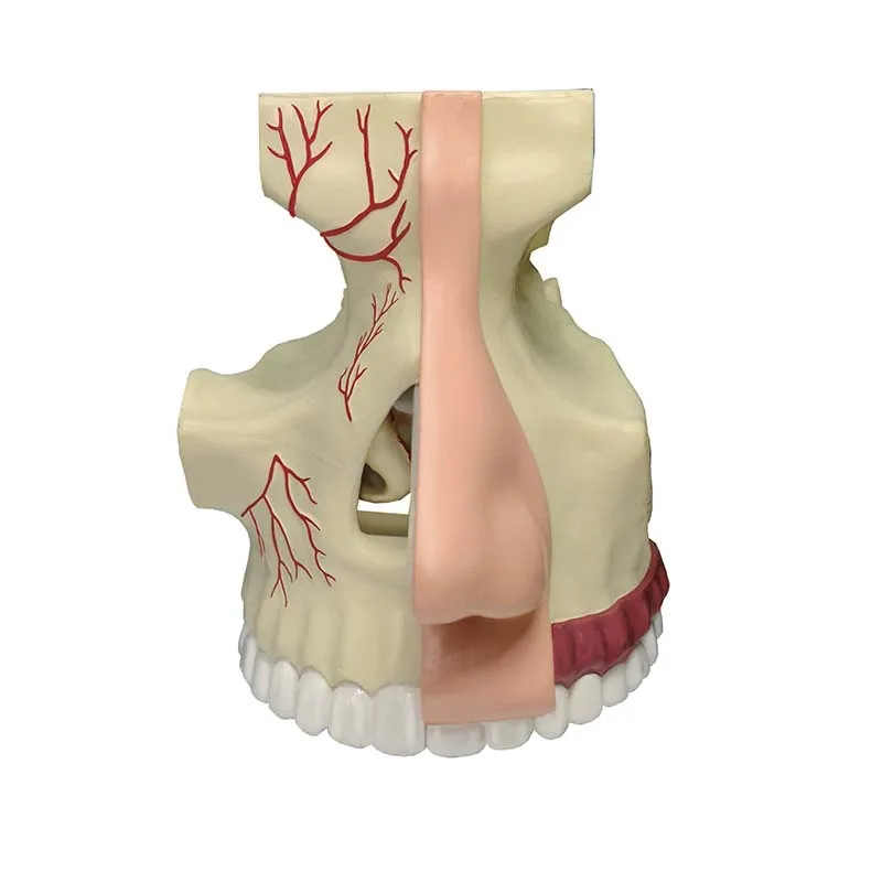 4D Anatomical Model of Human Nasal Organ Medical Teaching DIY Science Popularization Appliance Puzzle Toys