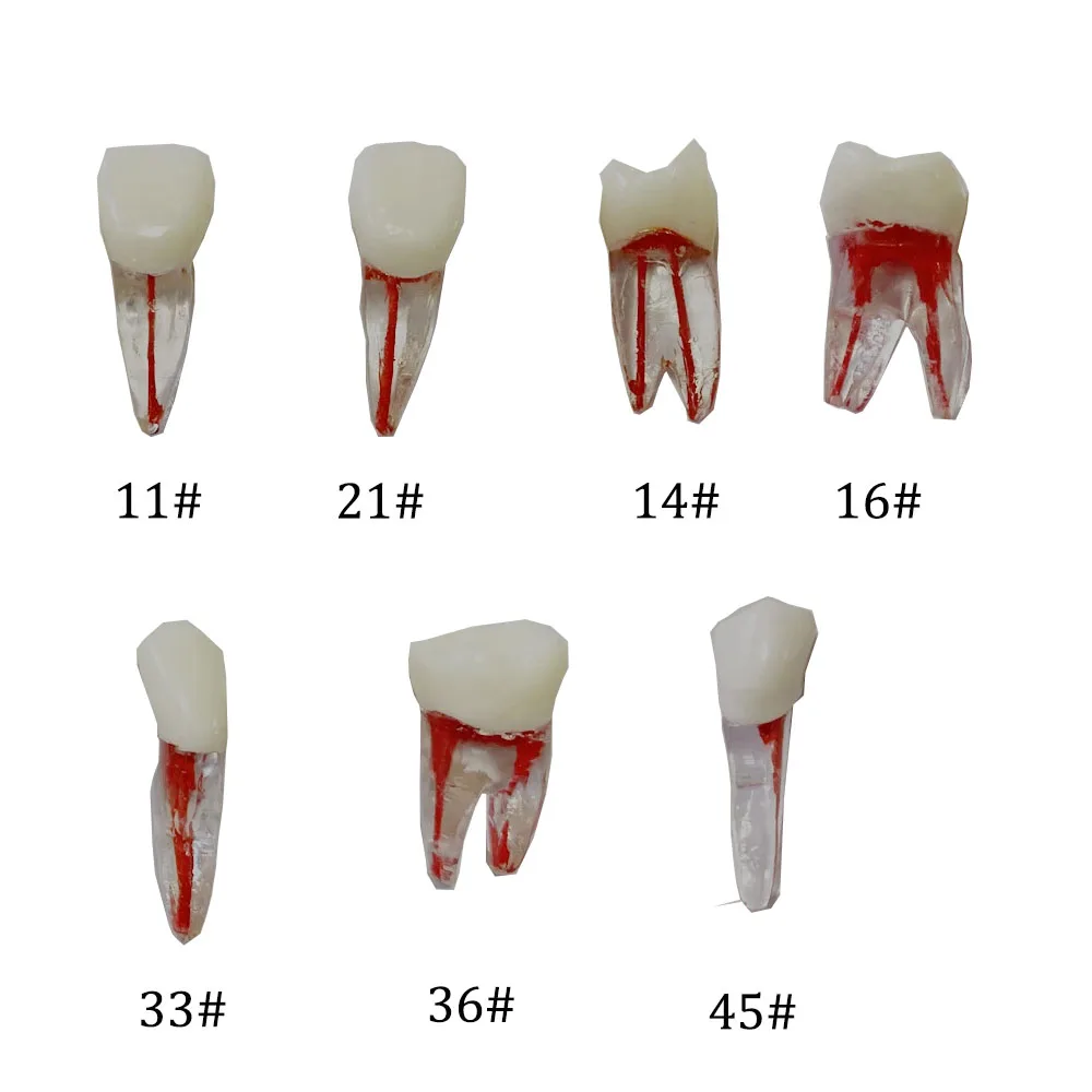 Dental Endo Training Model kanału korzeniowego zębów RCT Dentysta praktyka endodontyczna # 21 # 45 # 33 # 36 zębów żywicznych do nauki