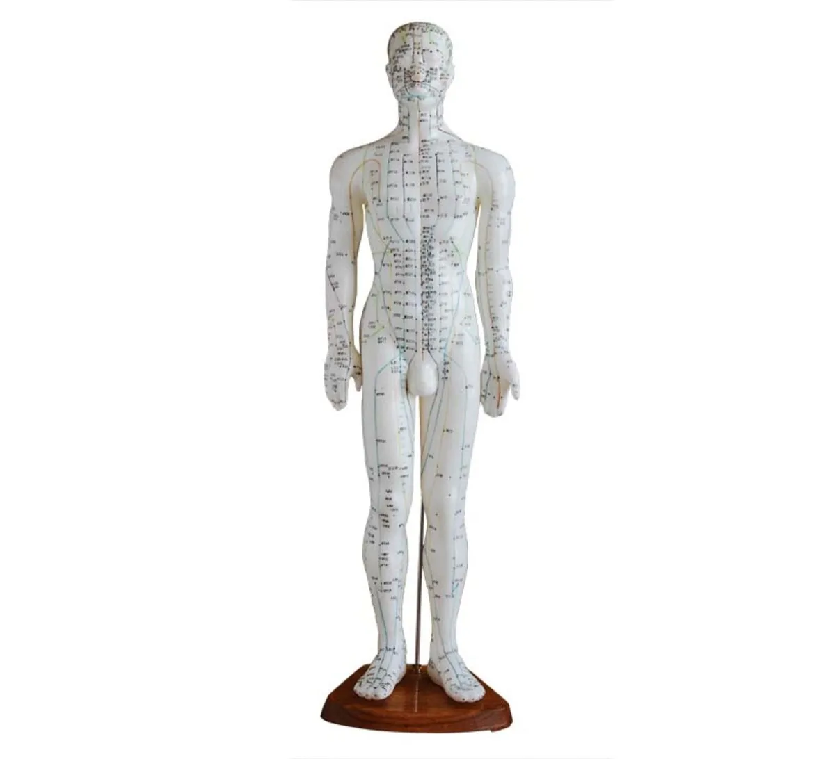 

Acupuncture Model 60CM