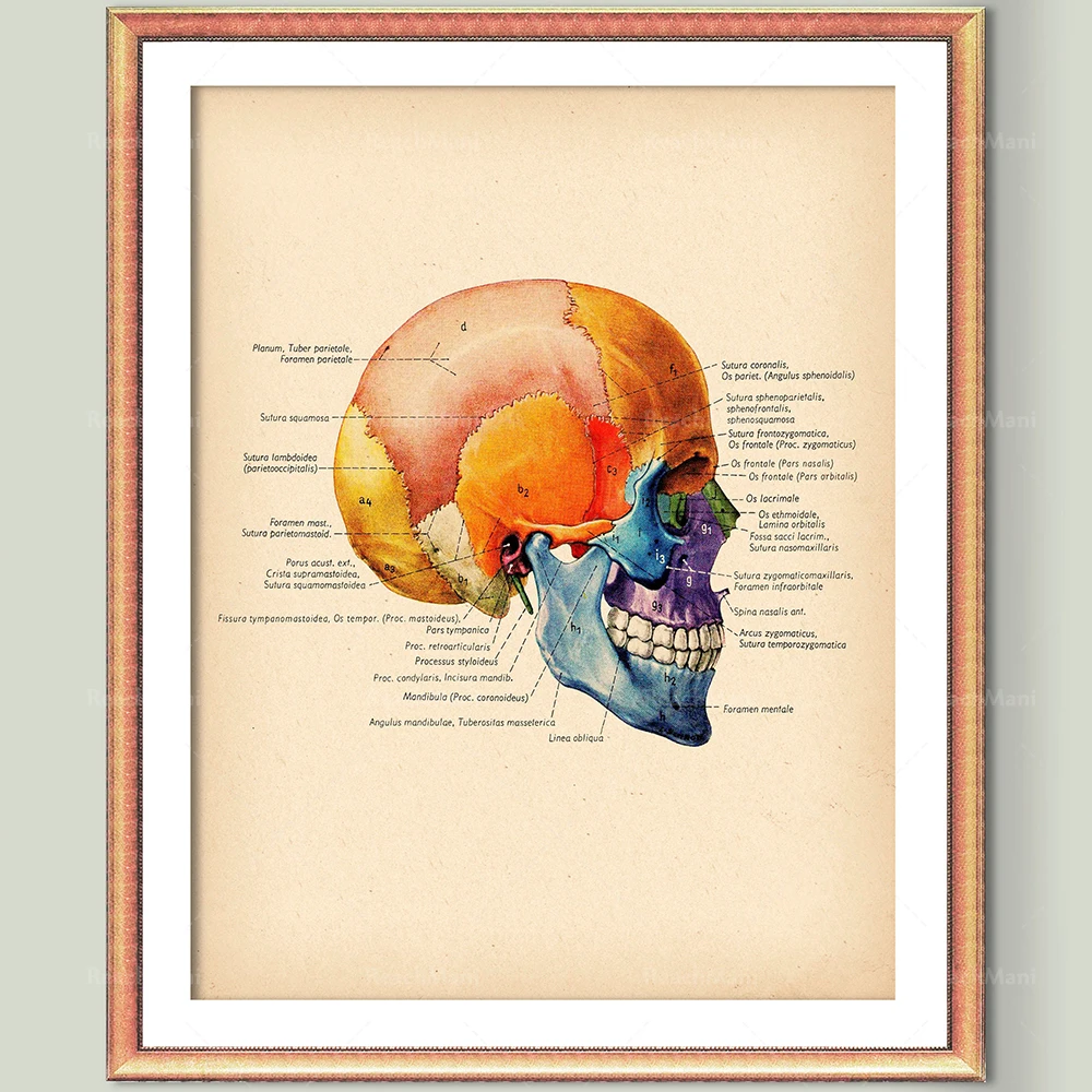 

Skull Diagram Spine Anatomy Poster Bone Structure Orthopedic Surgery Medical Retro Anatomy Printed Doctor Gift