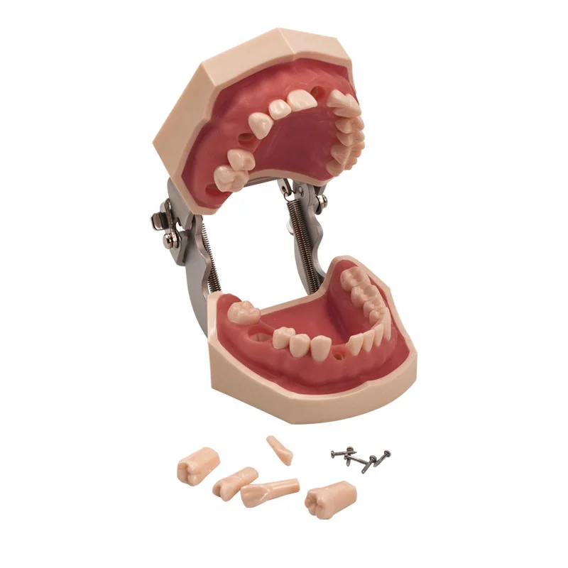 Modello dentale denti modello denti in gomma modello didattico Standard typonon dentale modello dimostrativo con dente rimovibile 200H