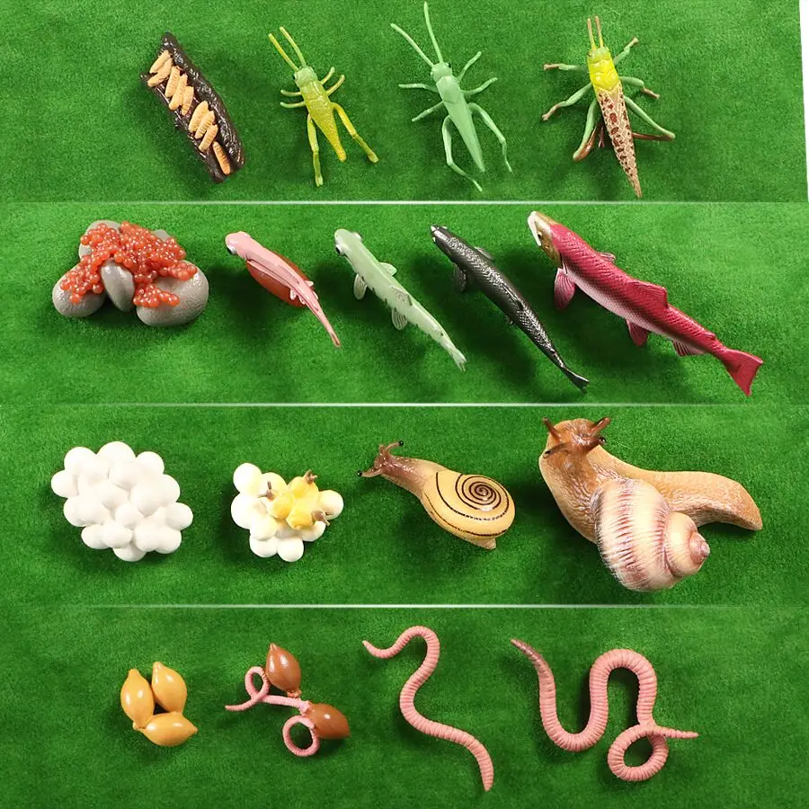 Animal Life Cycle Earthworm,Salmon,Grasshopper,Snail Growth Cycle Models Figurine Action Figures Montessori Education For Kid