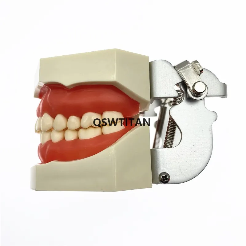 Dental phantom kopf modell Silikon Maske mit 28 Stück Schraube Fixiert Zähne Oral Simulation Praxis System