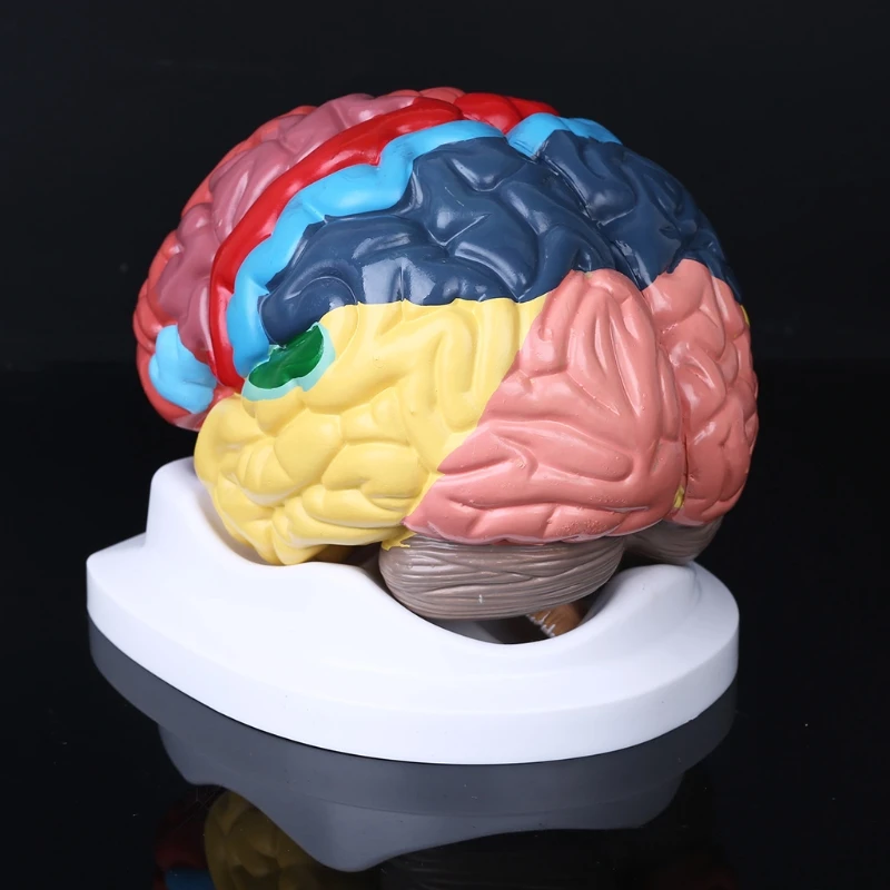 Life Size Human Brain Functional Area Model Anatomy for Science Classroom Study Display Teaching Sculptures School