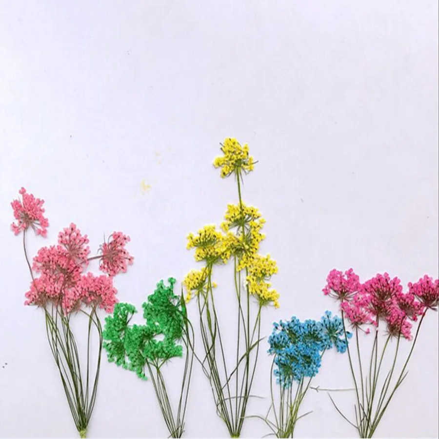 60pcs Pressed Dried Several Ammi Majus Flower With Stalks Plants Herbarium For Times Gems Jewelry Pendant Rings Flower Making