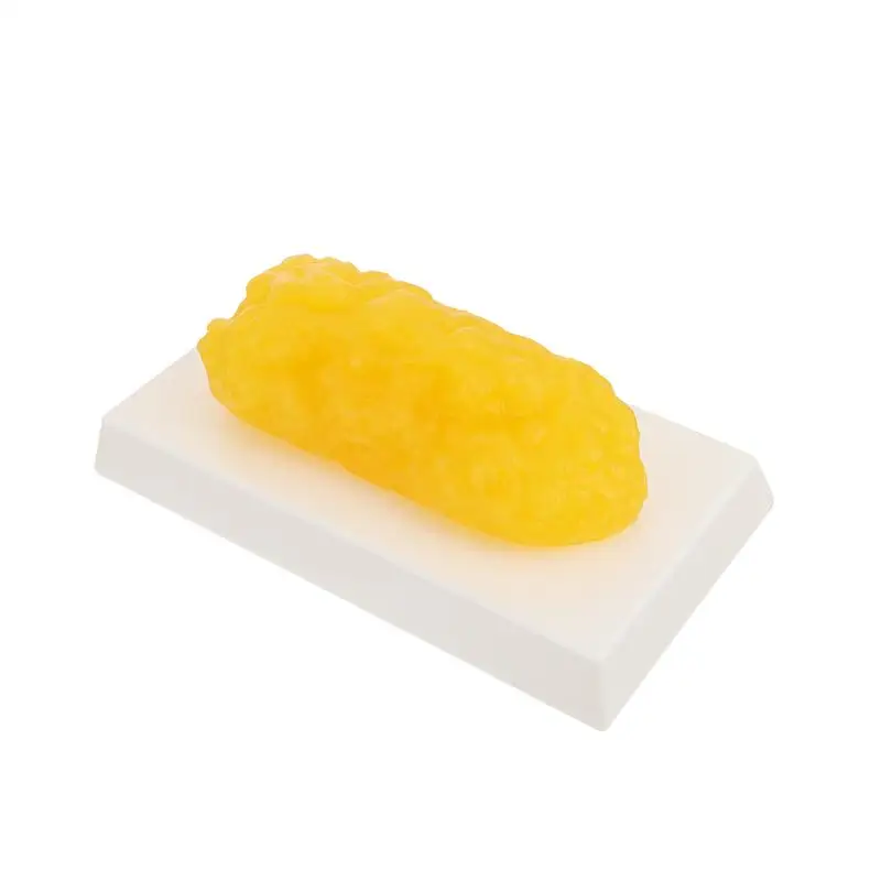 Human Body Fat Replica 1 Pound Fat Model Fat Anatomical Fat Model for Keep Fit