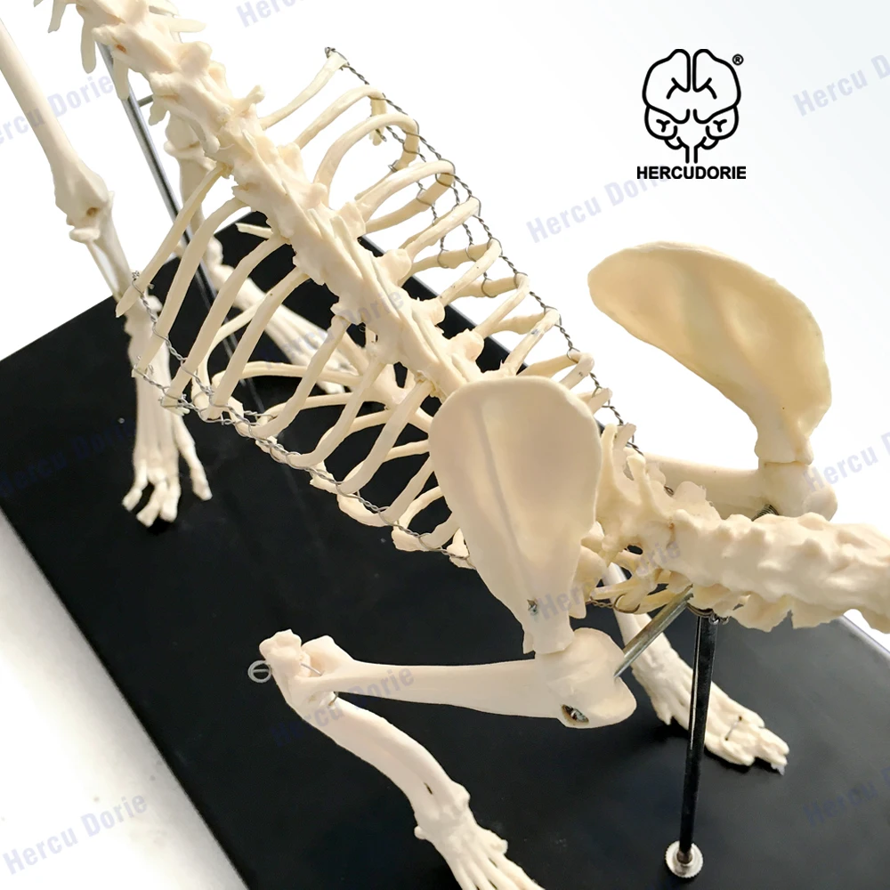 Cat Skeleton & Anatomy Model Kit, Cat Skeleton Anatomical Model Cat Bones Skeleton Specimen Anatomy Model -for Veterinary Teach