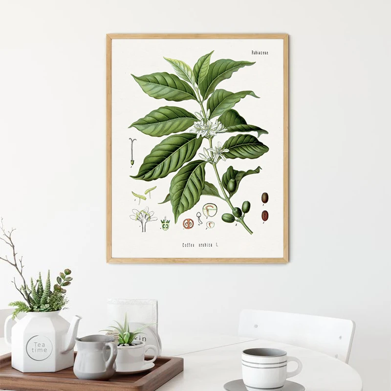 Coffee Botanical Art Print Vintage Plants Poster Cafe Shop Wall Decor,  Arabian Coffee Bean Canvas Painting Kitchen Decoration
