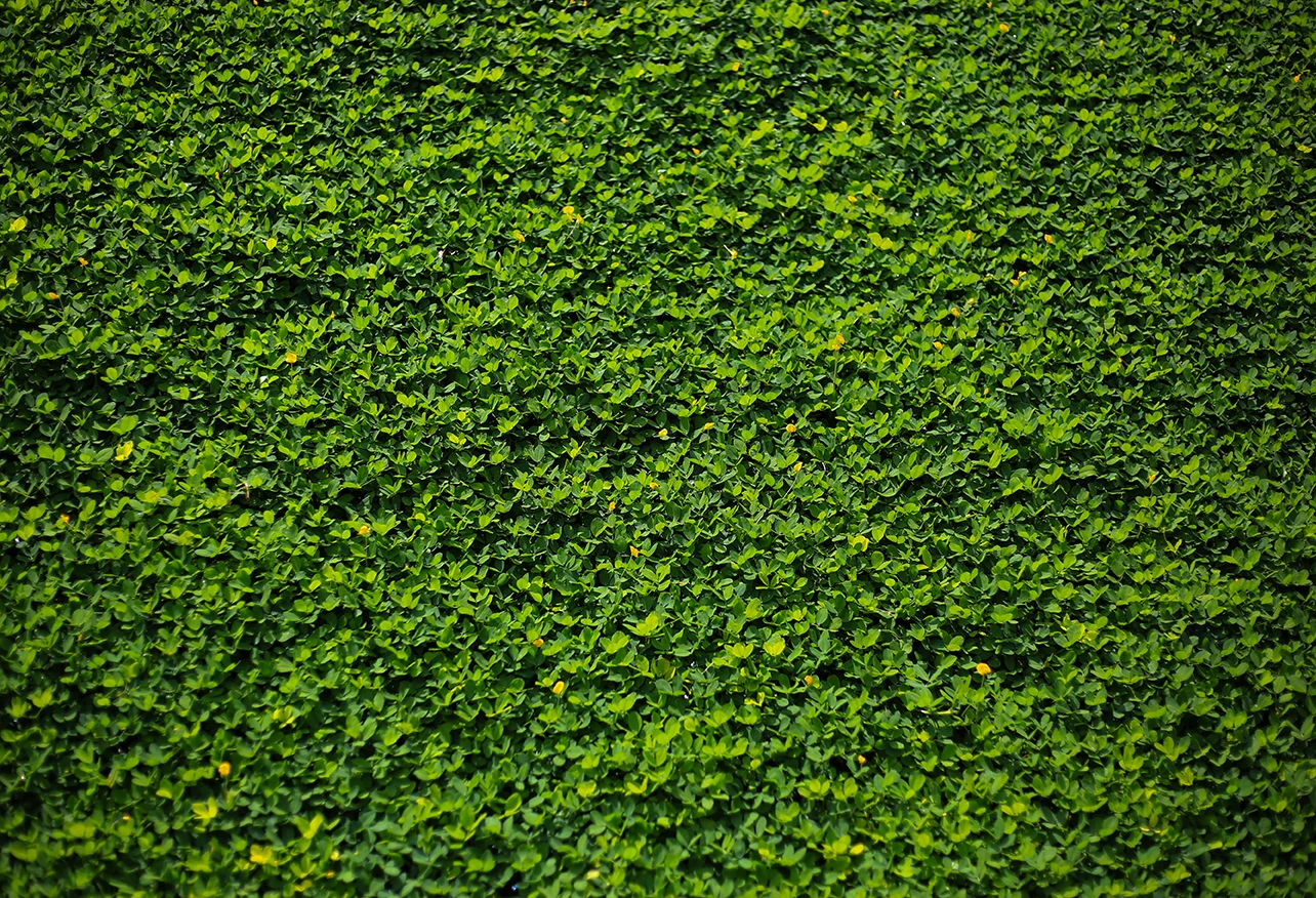 Mehofond التصوير خلفية الربيع الأخضر العشب أوراق الشجر استحمام الطفل عيد ميلاد حفل زفاف صور استوديو صور الدعائم الصورة