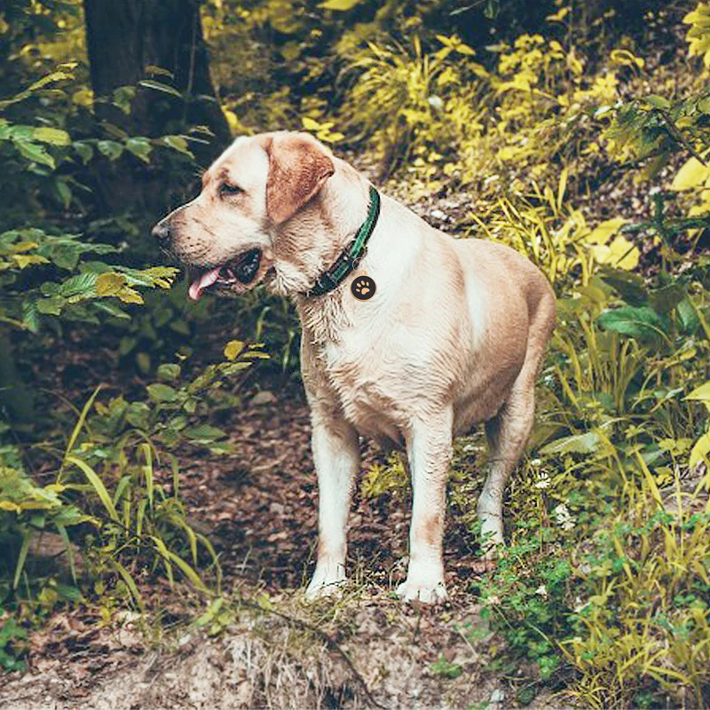 Spersonalizowany kot domowy pies ID Tag niestandardowe grawerowane nieśmiertelnik nazwa adres telefonu złoty Metal Paw nieśmiertelniki Puppy buldog akcesoria dla psów