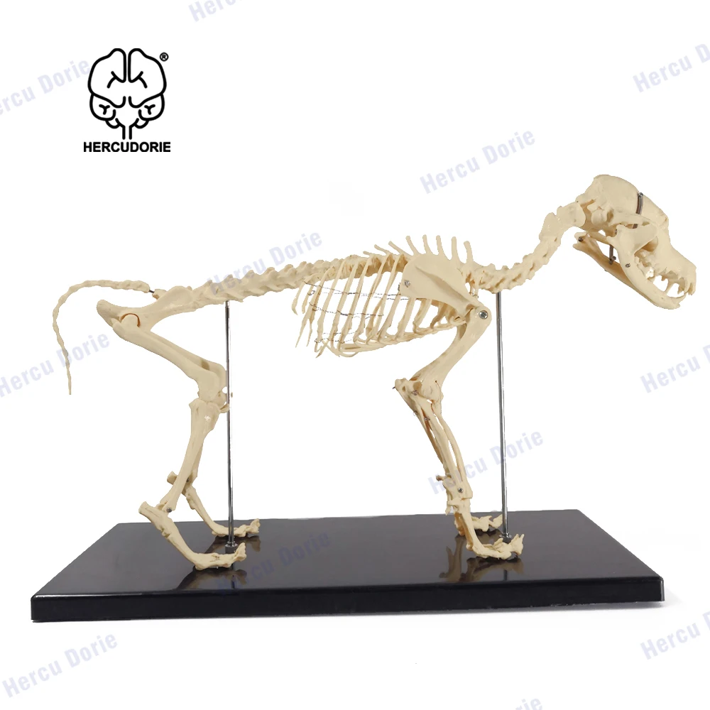 Dog Skeleton Model Education Model Canine Skeleton Standard Size Dog Display Lab Teach Veterinary Animals