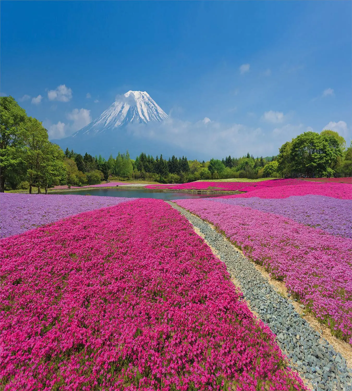 Fuji Duvet Cover Set Shibazakura Scenery of Flourishing Flowers 3 Piece Bedding Set Magenta Olive Green Sea Blue and Pale