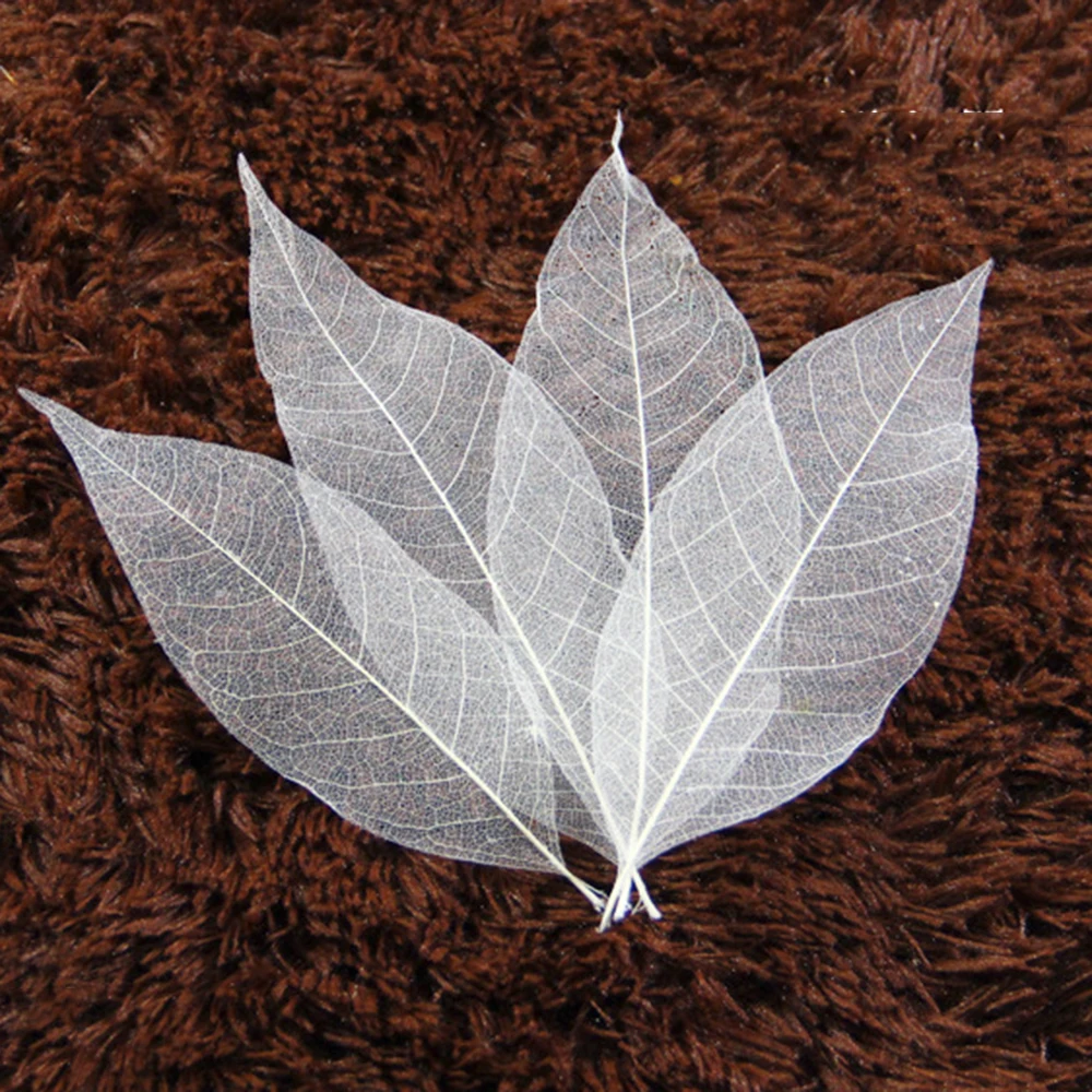 

100 Pcs Natural Magnolia Skeleton Leaf Leaves Card Scrapbooking DIY Craft Used To Decorate Cards Candles Packages