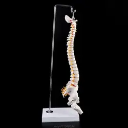 Herramienta de enseñanza de la columna Vertebral, modelo anatomico con curva Lumbar Vertebral Flexible, 45cm, Jy23 21