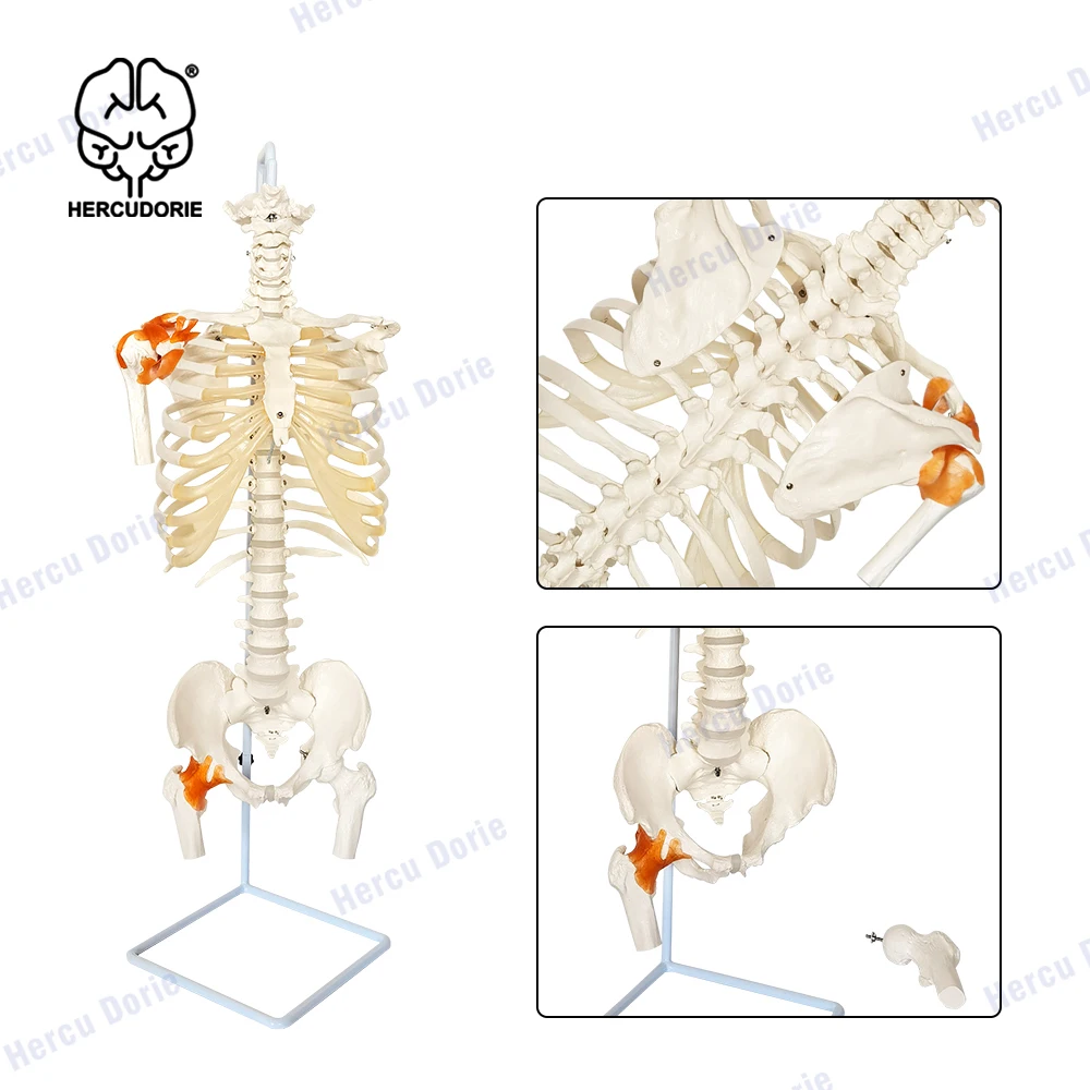 Vertebral Column with Rib Cage Anatomy Model, Life Size Human Spine with Complete Vertebrae, Cast from Real Human Bones, Include